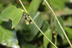 Ceropegia intermedia